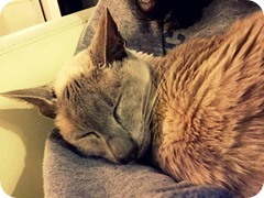 12064462_10207634168236847_764324803_n