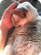 12092186_10207612496935078_1727218858_n