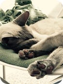 12167783_10207634167196821_1992351814_n